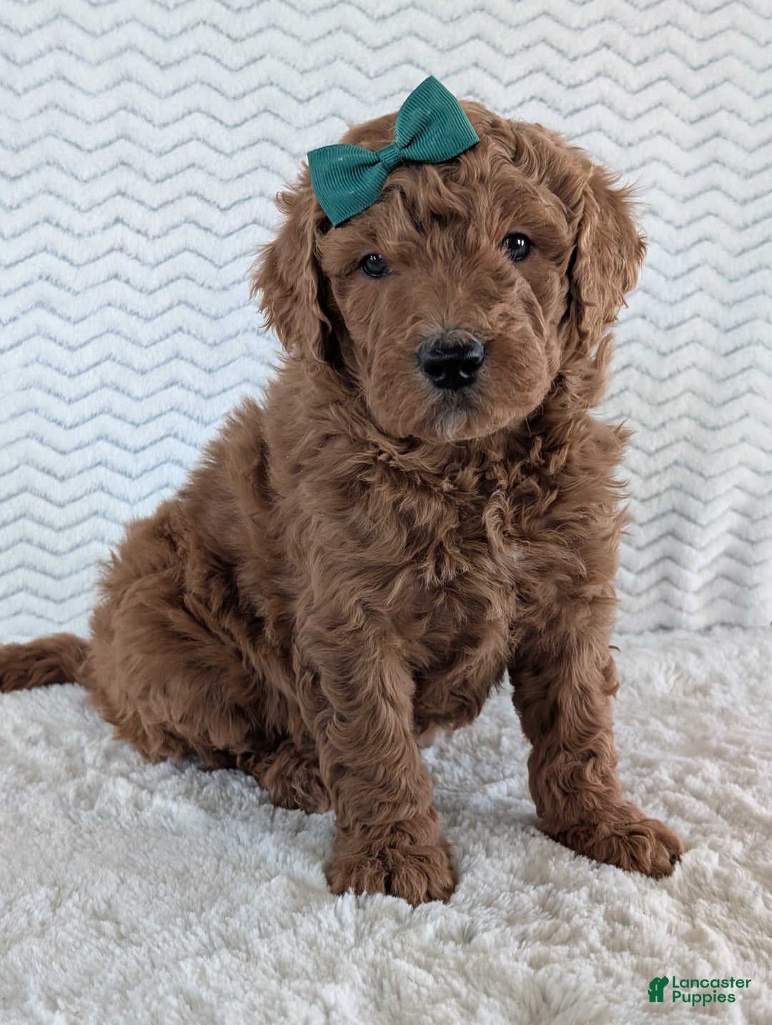 Goldendoodle dogs for sale: Teddy - Ad 18