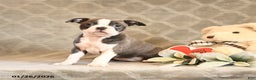 Boston Terrier dogs for sale: Hazel - Ad 3