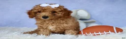 Miniature Poodle dogs for sale: WALTER - Ad 14