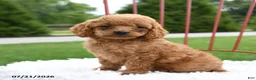 Cockapoo dogs for sale: Zara - Ad 1