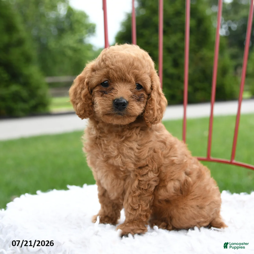 Cockapoo dogs for sale: Zara - Ad 1