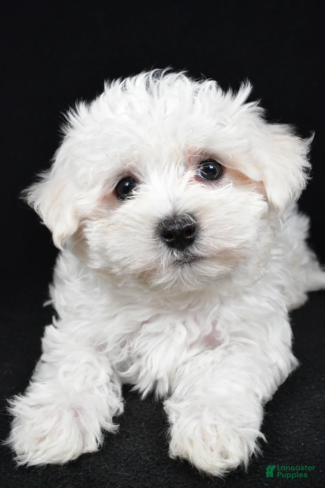 Maltese dogs for sale: Cooper - Ad 4
