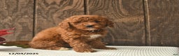 Mini Goldendoodle dogs for sale: Carol  - Ad 2