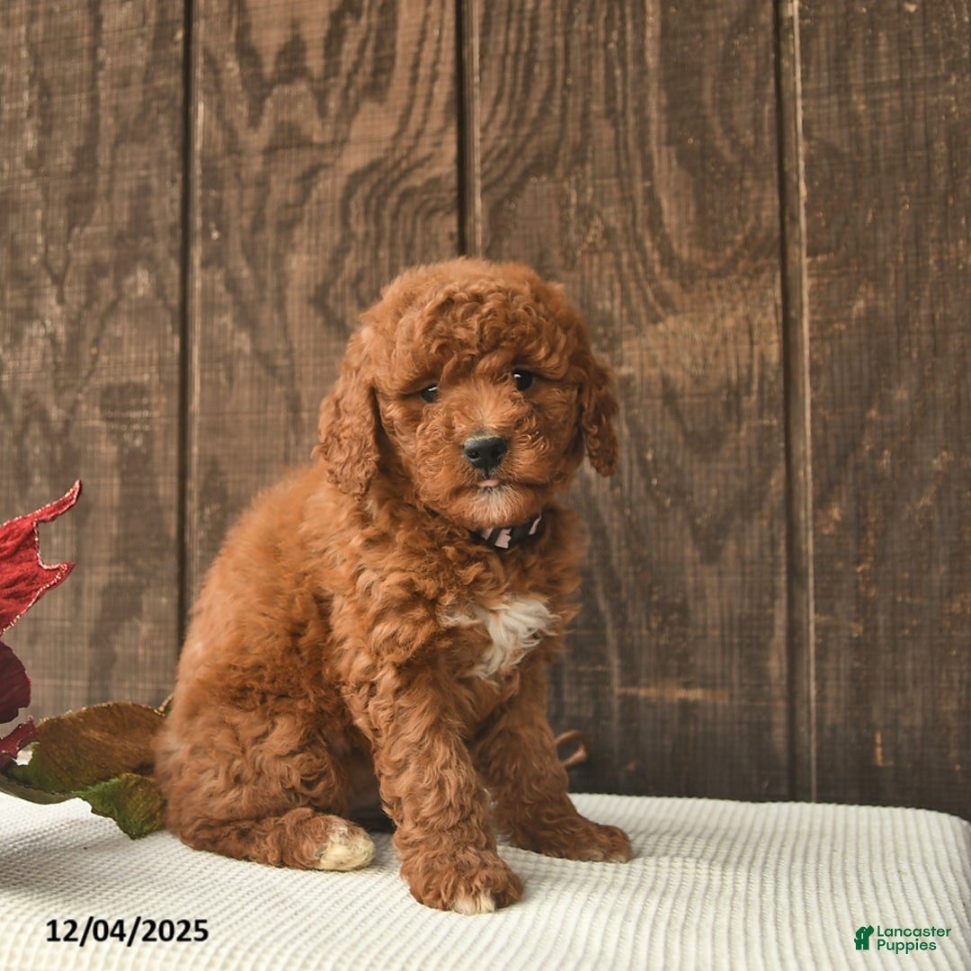 Mini Goldendoodle dogs for sale: Carol  - Ad 2