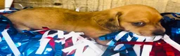 Miniature Dachshund dogs for sale: Jack Daniels - Ad 10