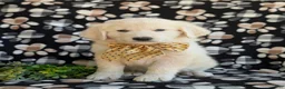 Mixed Breed dogs for sale: Monte - Ad 5