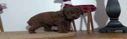 Miniature Poodle dogs for sale: Mason - Ad 3