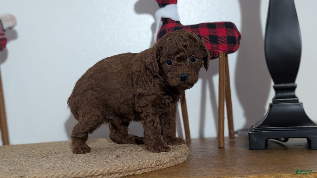 Miniature Poodle dogs for sale: Mason - Ad 3