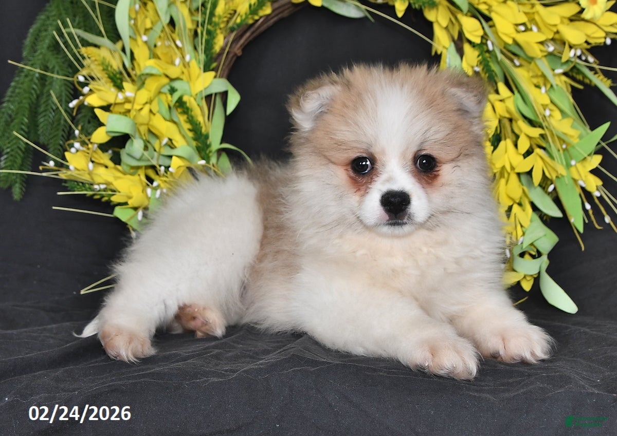 Pomeranian dogs Rover - Ad 2