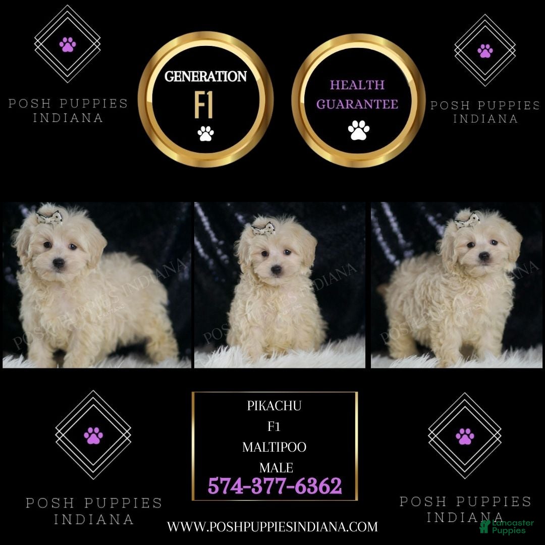 Maltipoo dogs Pikachu - Ad 2