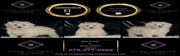 Maltipoo dogs for sale: Pikachu - Ad 2