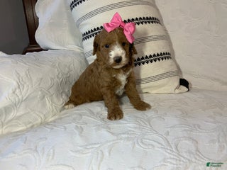 Miniature Poodle dogs - Ad 8