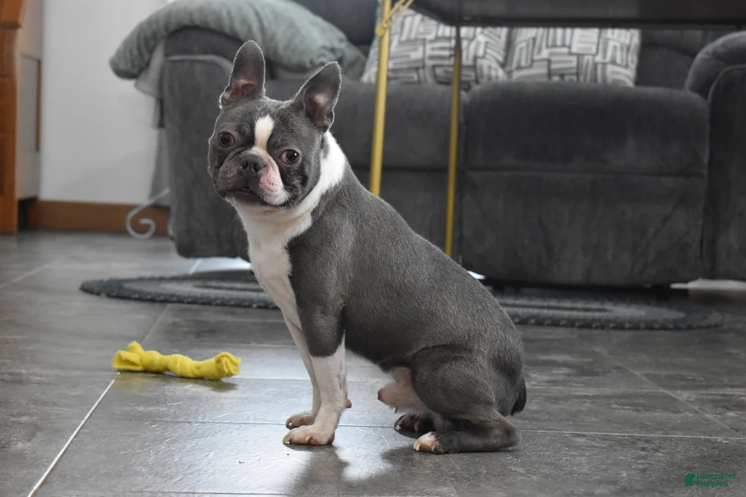 Boston Terrier dogs for sale: Rudy - Ad 1