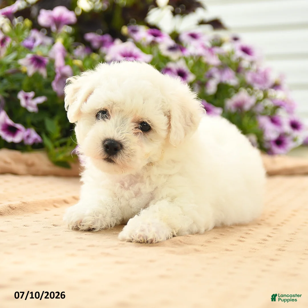 Bichon Frise dogs for sale: Bernadette - Ad 1