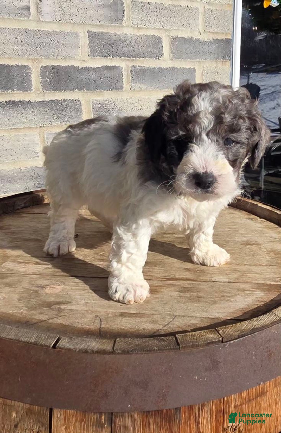 Mini Goldendoodle dogs for sale: Smokey - Ad 1