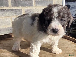 Mini Goldendoodle dogs Smokey - Ad 34