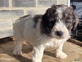 Mini Goldendoodle dogs Smokey - Ad 40