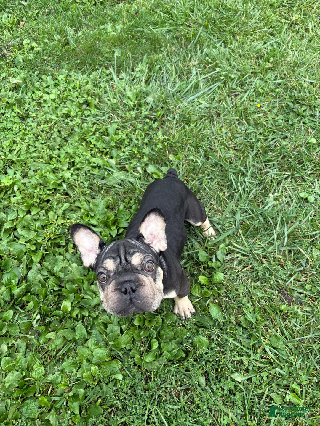 French Bulldog dogs for sale: King - Ad 2