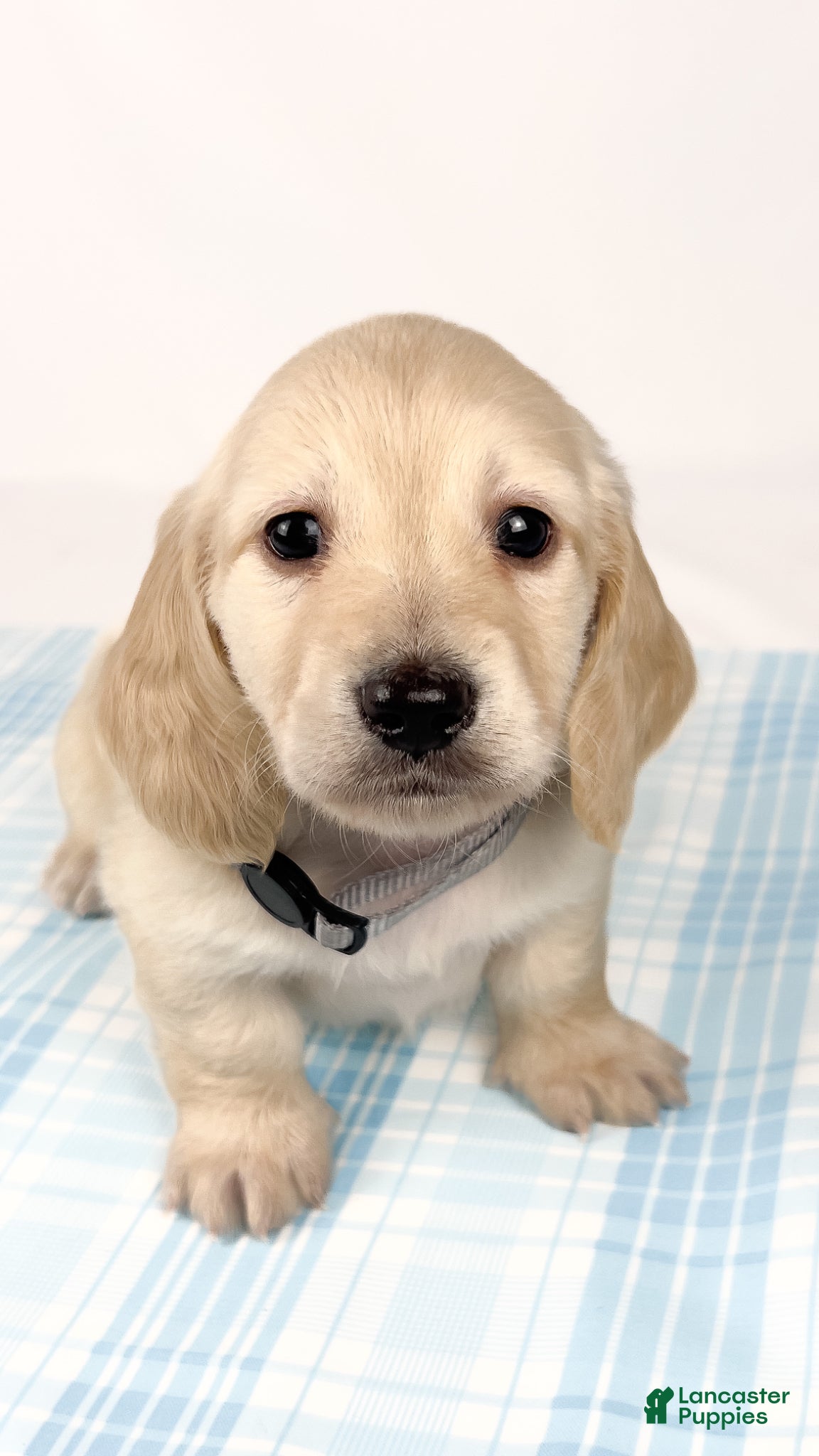 Miniature Dachshund dogs Parmesan - Ad 18