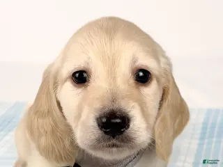 Miniature Dachshund dogs Parmesan - Ad 18