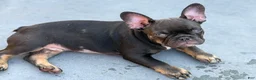 French Bulldog dogs for sale: Nuget - Ad 3