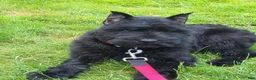 Giant Schnauzer dogs for sale: Giant Schnauzer ruby  - Ad 4