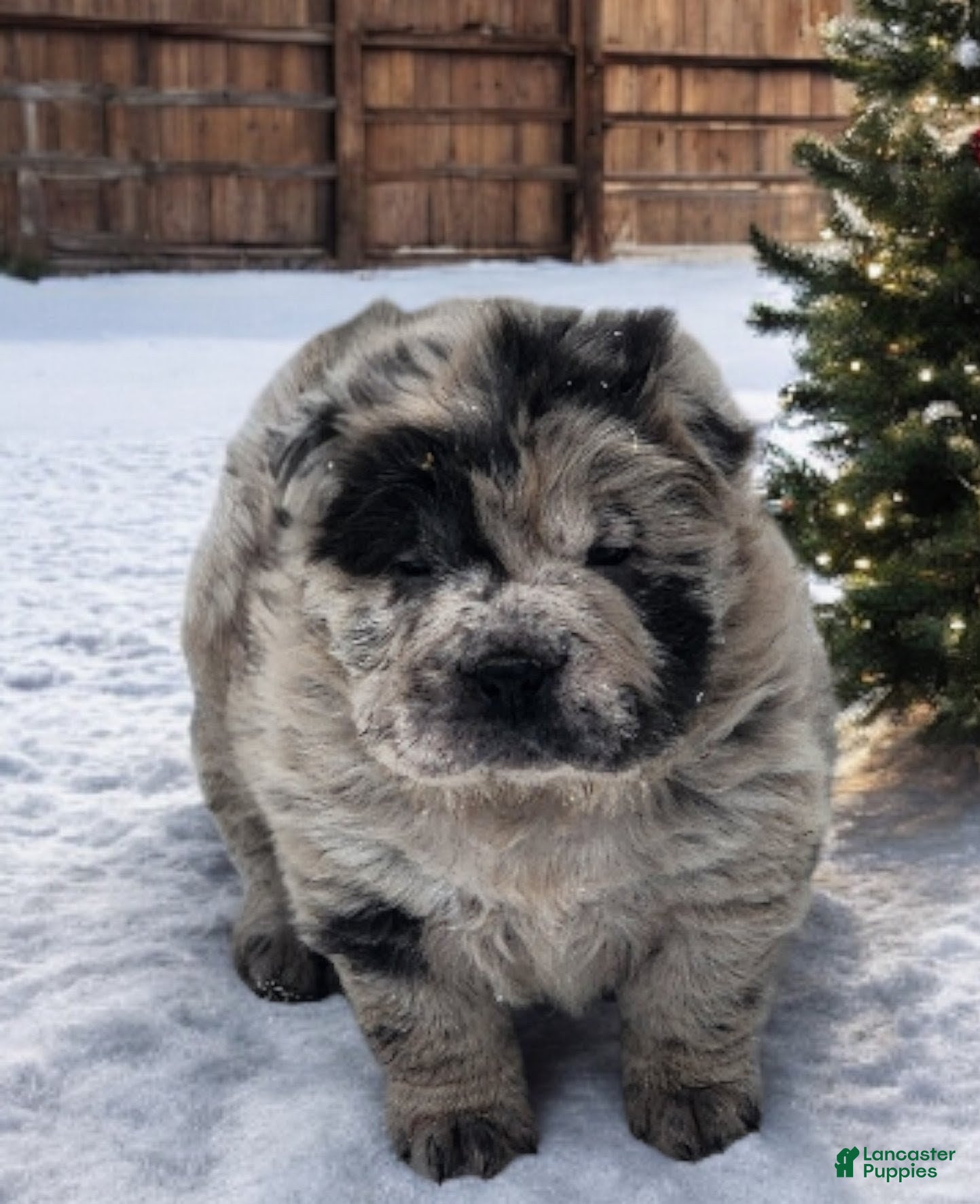 Shar Pei dogs Marla merle mini bear  - Ad 2