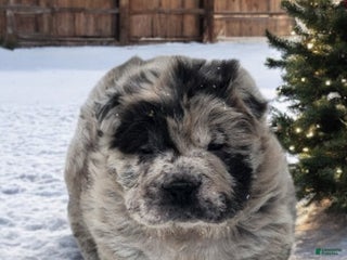 Shar Pei dogs Marla merle mini bear - Ad 2