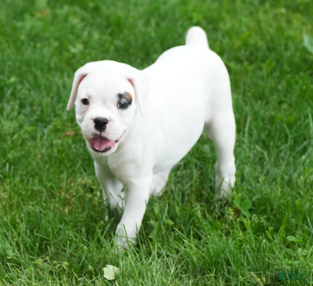 Boxer dogs Tessie - Ad 2