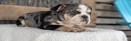 English Bulldog dogs for sale: Zane - Ad 9