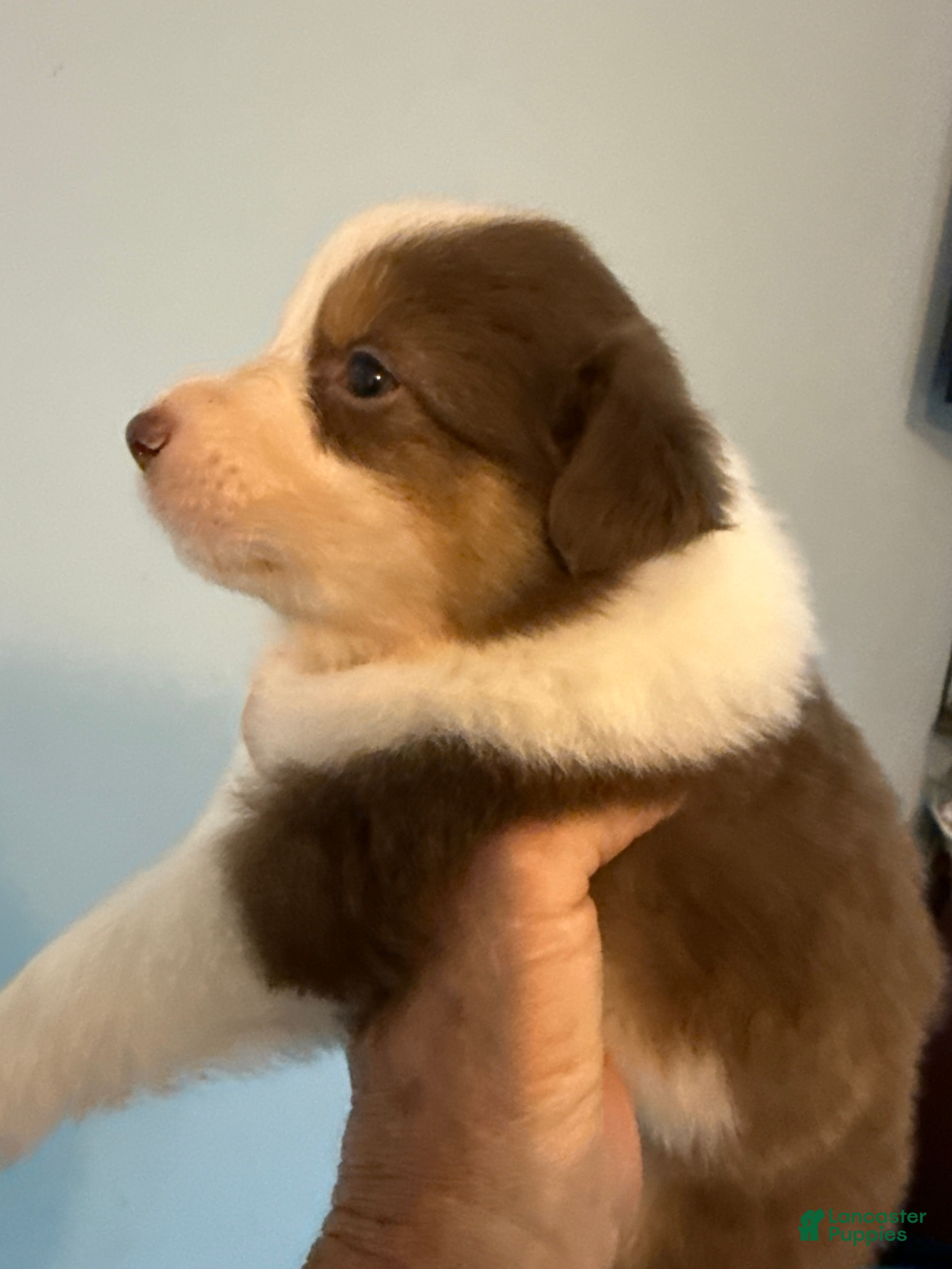 Australian Shepherd dogs Australian Shepherd Puppy 2 - Ad 3