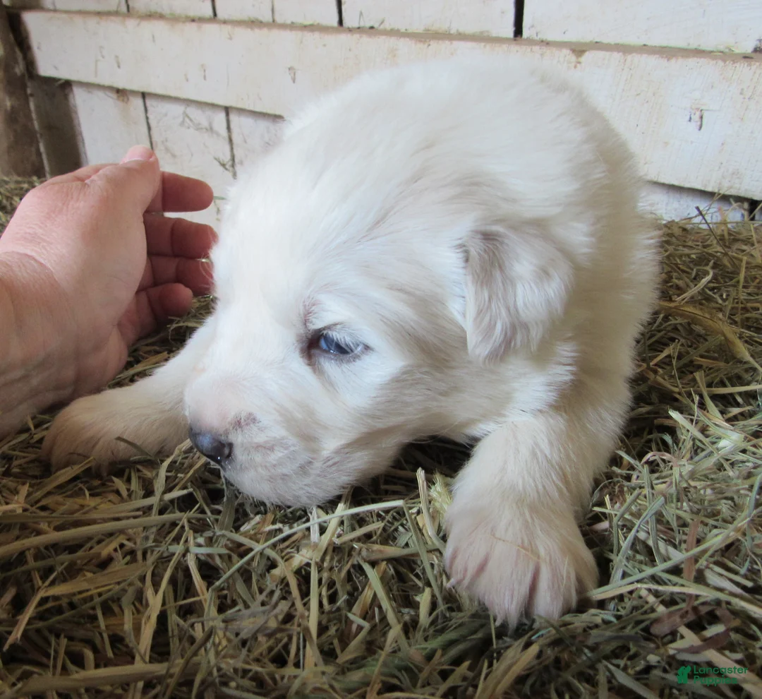Great Pyrenees dogs for sale: Great Pyrenees Puppy 3 Female Red Collar - Ad 1