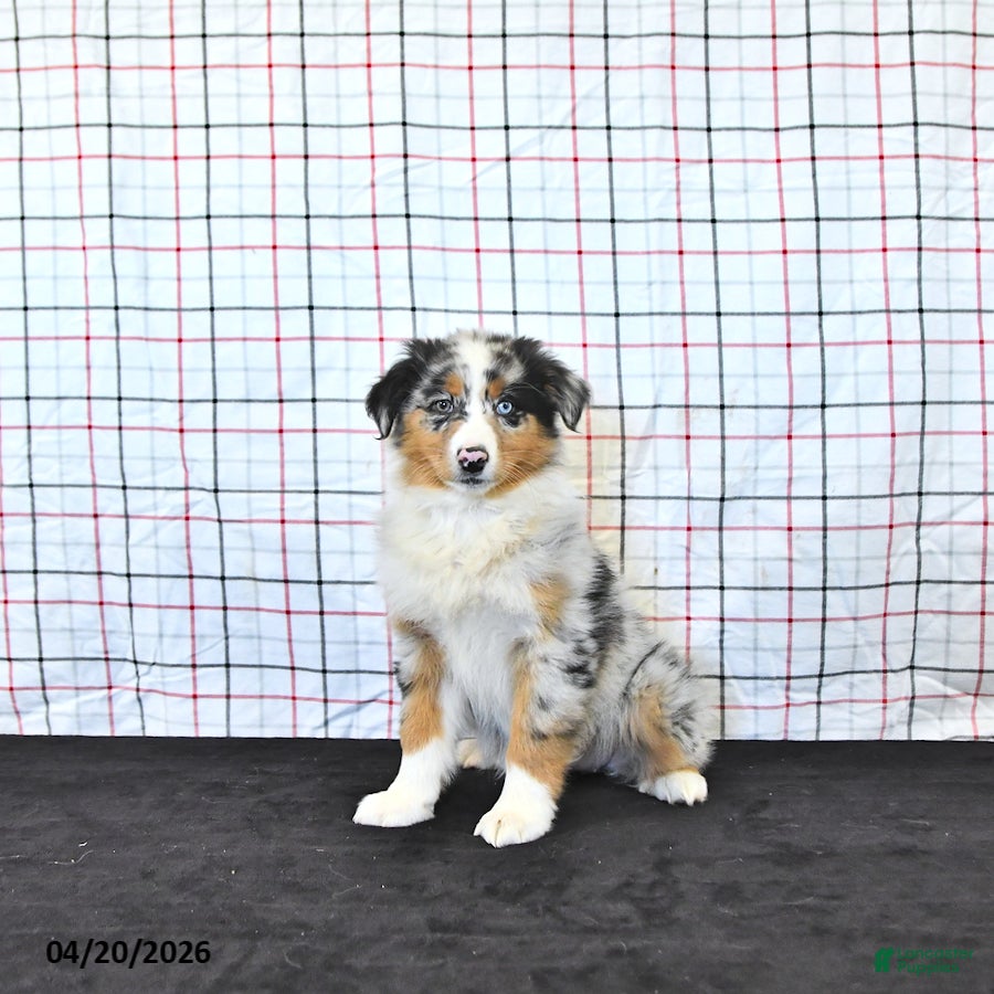 Australian Shepherd dogs Pixie - Ad 1