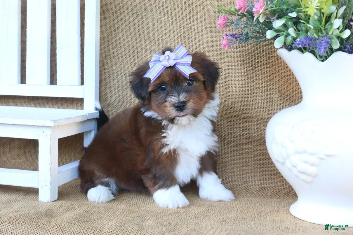 Havanese dogs Harlow - Ad 2