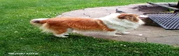 Shetland Sheepdog dogs for sale: Daisy - Ad 1