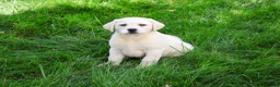 Labrador Retriever dogs for sale: Vidia - Ad 7
