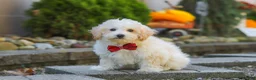 Maltipoo dogs for sale: Koda - Ad 3