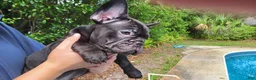 French Bulldog dogs for sale: Elinor - French Bulldog Puppy 2 - Ad 9