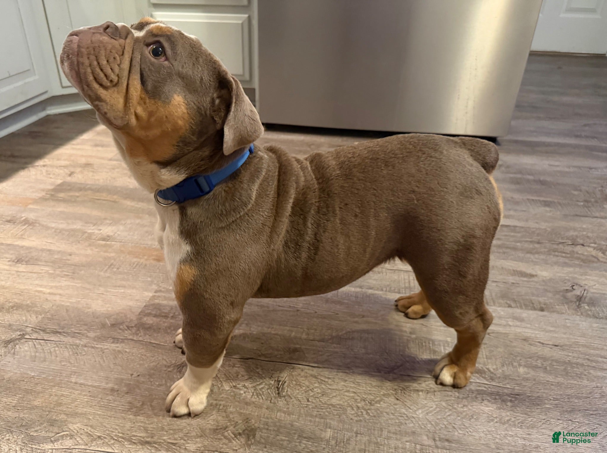 Olde English Bulldogge dogs Bailey - Ad 2