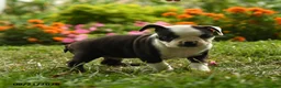 Boston Terrier dogs for sale: Sibusiso - Ad 4