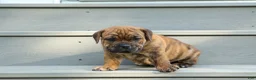 Beabull dogs for sale: Avery ❤️ - Ad 15