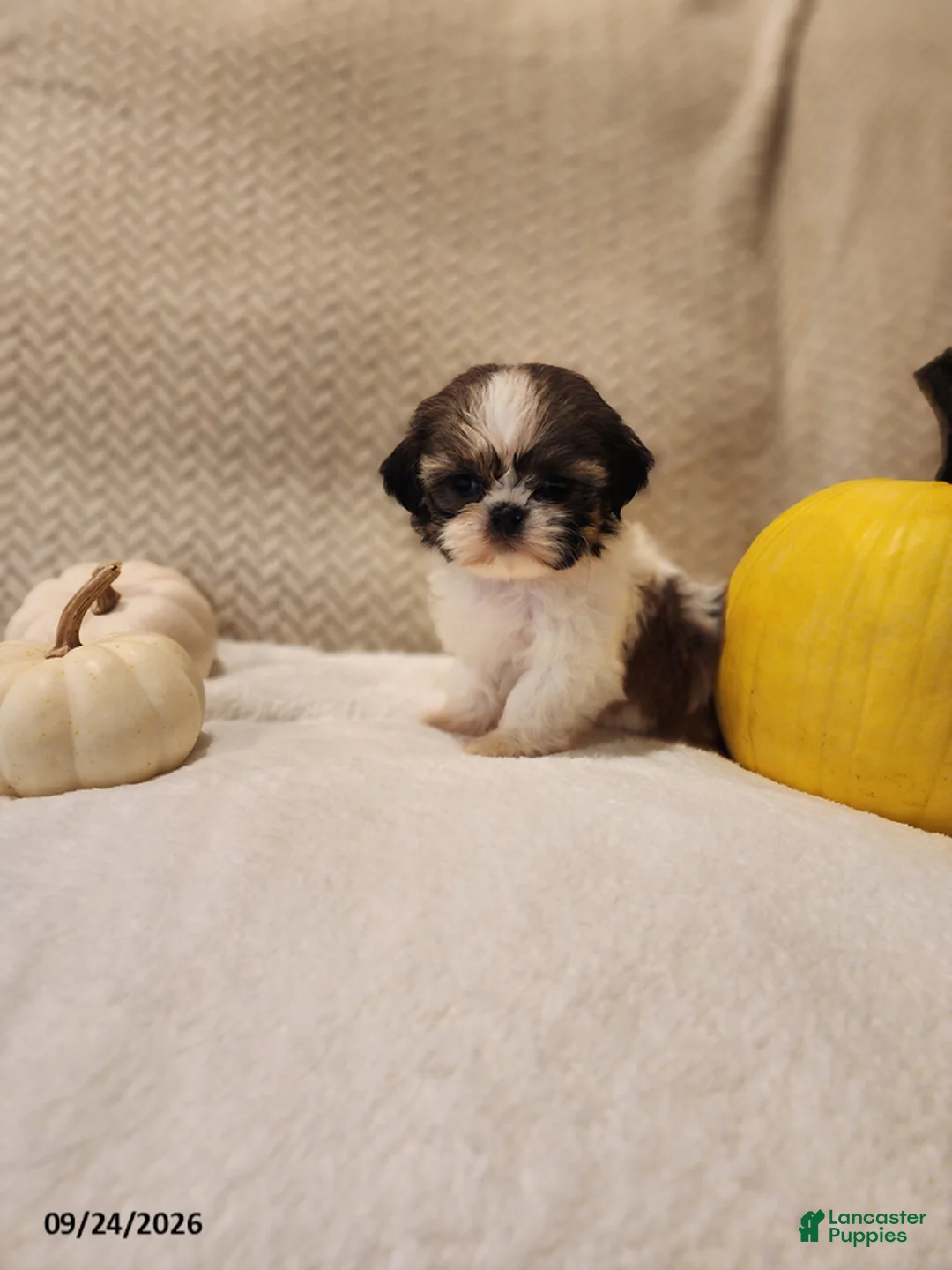 Shih Tzu dogs for sale: Dozer - Ad 2