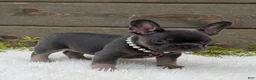 French Bulldog dogs for sale: Bella - Ad 3