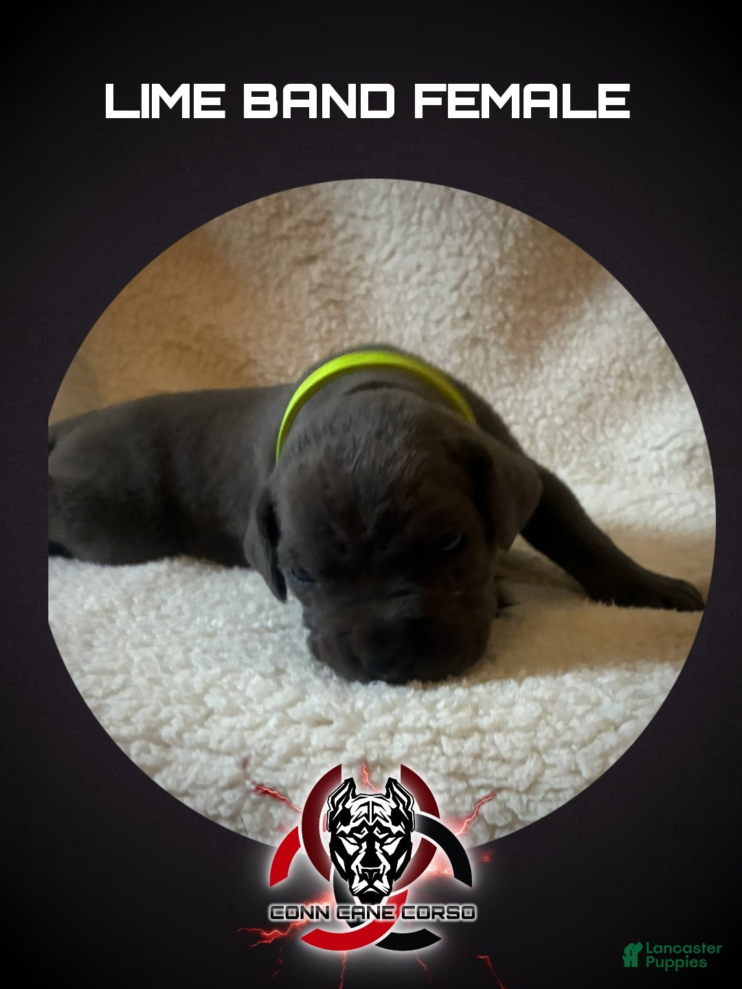 Cane Corso dogs Cane Corso Puppy 13 - Ad 23