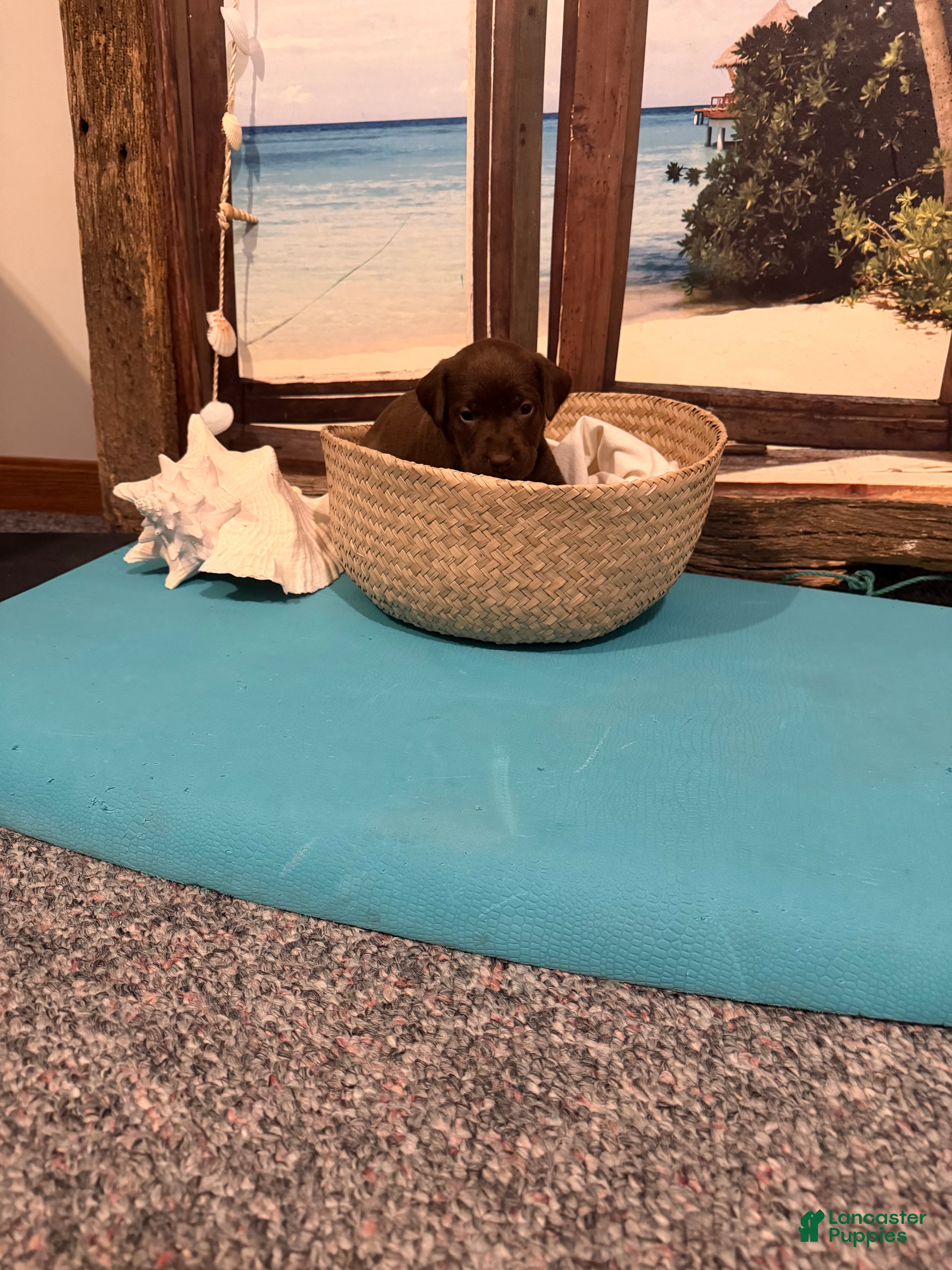 Labrador Retriever dogs Labrador Retriever MIAMI - Ad 37