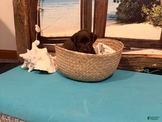 Labrador Retriever dogs Labrador Retriever MIAMI - Ad 12