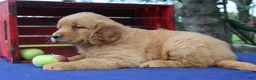 Golden Retriever dogs for sale: S’mores - Ad 3