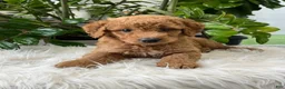 Mini Goldendoodle dogs for sale: Carter - Ad 5