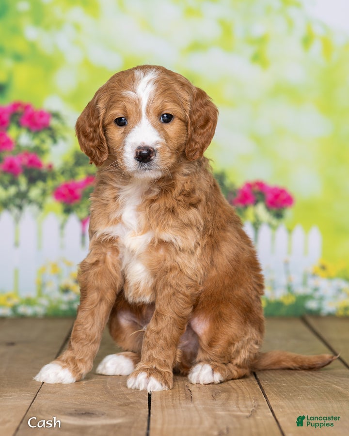 Goldendoodle dogs Cash - Ad 2