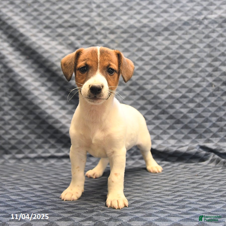 Jack Russell Terrier Puppies for sale Lancaster Puppies